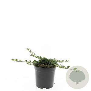 Cotoneaster radicans 'Rami' GM 1.5