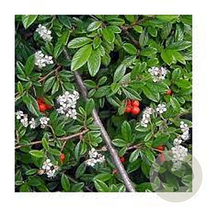 Cotoneaster sal. 'Herbstfeuer' GM 1.5