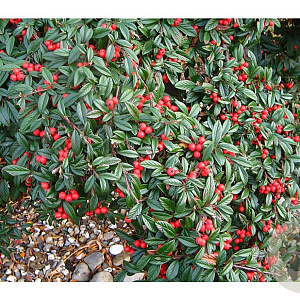 Cotoneaster sal. 'Parkteppich' GM 1.5