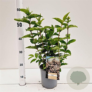 Deutzia scabra 30-40 cm 2,5L