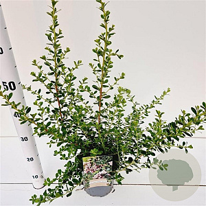 Escallonia 'Donard Seedling' 30-40 cm 2,5L