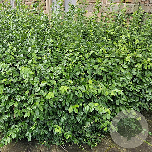 Euonymus fort. 'Coloratus' GM 1.5