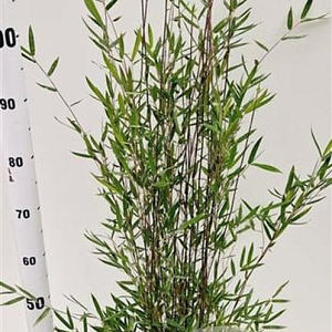 Fargesia Deep Purple 60-80 cm 5,0L