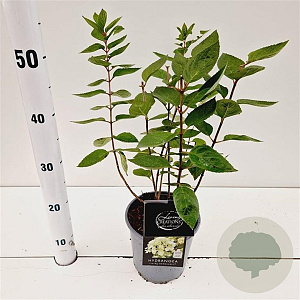 Hydrangea pan. 'Bombshell' 25-30 cm 2,5L