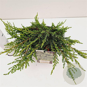 Juniperus comm. 'Green Carpet' 25-30 cm 2,5L