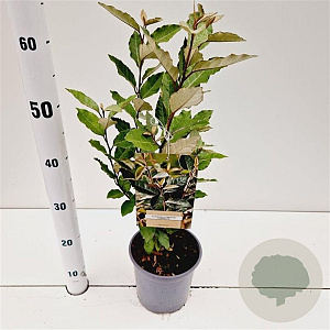 Elaeagnus ebb. 'Compacta' 30-40 cm 2,5L