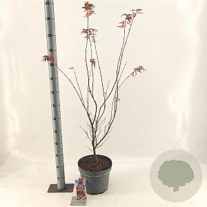 Acer pal. 'Red Pygmy' 40-50 cm 10L
