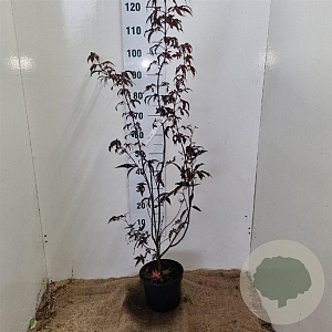 Acer pal. 'Bloodgood' 50-60 cm 5,0L
