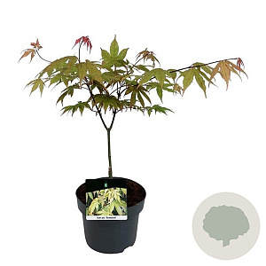 Acer pal. 'Osakazuki' 50-60 cm 5,0L