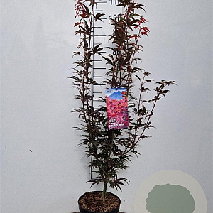 Acer pal. 'Skeeter's Broom' 50-60 cm 5,0L
