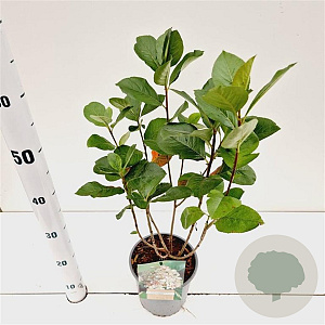 Aronia prunifolia 'Viking' 40-50 cm 2,5L