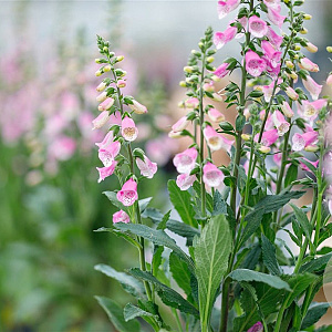Digitalis purp. 'Hanabee Pink' GM  P11