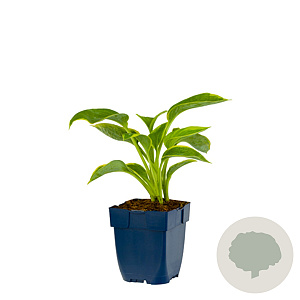 Hosta sieb. 'Frances Williams' GM  P11