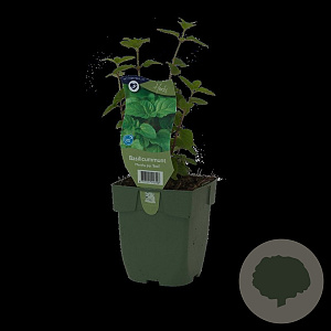 Mentha piperita 'Basil' GM  P11