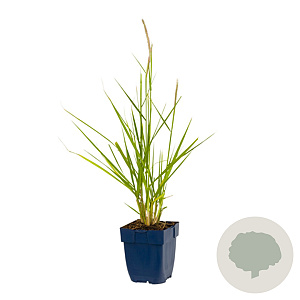 Pennisetum or. 'Fairy Tales' GM  P11