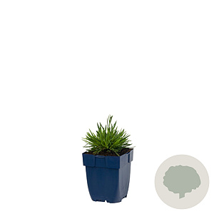 Dianthus grat. 'Dinetta Lilac' GM  P11