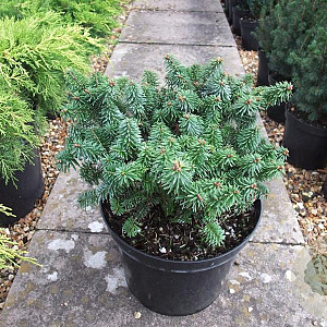 Abies bals. 'Piccolo' 15-20 cm