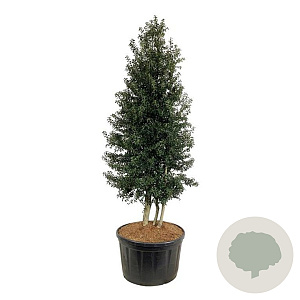 Ilex aquipernyi Dragon Lady 300-350 cm cont. 285L pir. op stam