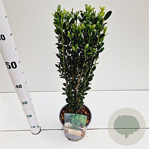Ilex crenata 'Fastigiata' 40-50 cm 2,5L