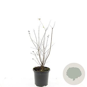 Symphoricarpos d. 'Magic Berry' GM 1.5