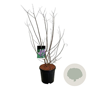 Vitex agnus-castus 80-100 cm 15L