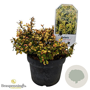Berberis thunb. Golden Nugget 25-30 cm 3,5L