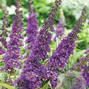 Buddleja d. 'Summer Bird Violet' 30-40 cm 3,0L