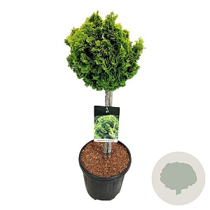 Chamaecyparis o. 'Nana Aurea' 50 cm stam 15L