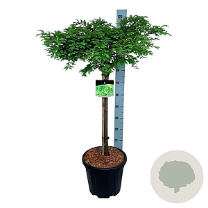 Metasequoia gl. 'Miss Grace' 60 cm stam 15L