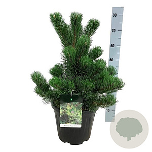 Pinus nigra 'Oregon Green' 50-60 cm 7,5L