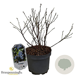 Vaccinium c. 'Patriot' 30-40 cm 3,0L