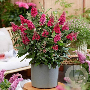 Buddleja Butterfly Candy 'Little Ruby' 20-25 cm 2,0L
