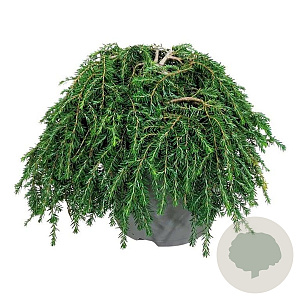 Tsuga can. 'Cole's Prostrate' 30-40 cm 7,5L