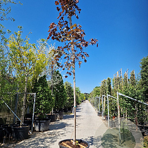 Acer plat. 'Crimson King' 200 cm stam container 16-18 leiboom