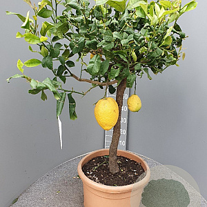 Citrus medica 100-110 cm 20L stam