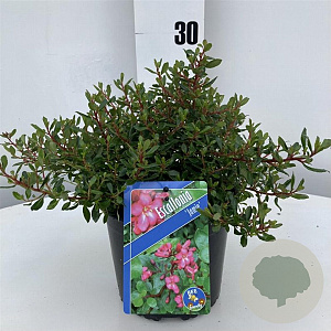 Escallonia 'Jamie' 25-30 cm 2,0L