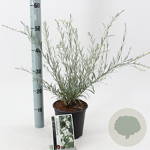 Gomphostigma v. 'Silver Butterfly' 30-40 cm 2,0L