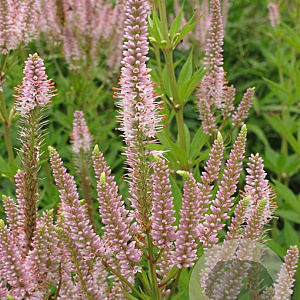 Veronicastrum virg. 'Challenger' GM P9