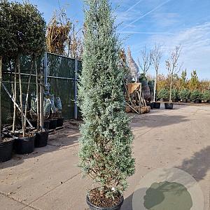 Cupressus ariz. 'Fastigiata' 200-250 cm 30L