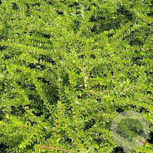 Lonicera nit. 'Maigrün' GM 1.5