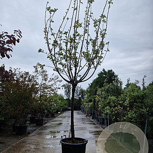 Prunus ar. 'Cafona' 100 cm stam container 14-16