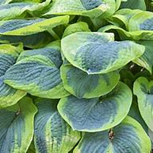 Hosta sieb. 'Frances Williams' GM  P11