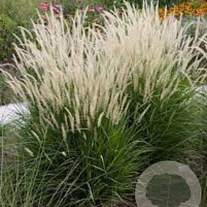 Pennisetum or. 'Fairy Tales' GM  P11