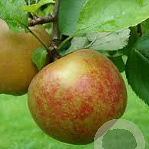 Malus d. Boskoop halfstam 10L
