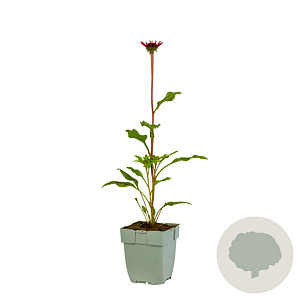 Echinacea Sombrero Salsa Red GM  P11