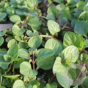 Mentha piperita 'Orange' GM  P11