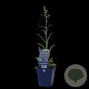 Penstemon b. 'Twizzle Blue' GM  P11