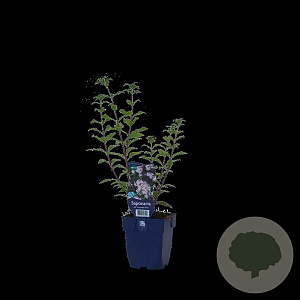 Saponaria off. 'Graciella Pink' GM  P11