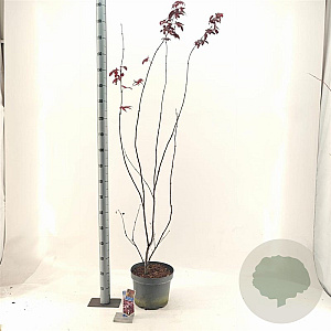 Acer pal. 'Red Emperor' 80-100 cm 10L
