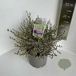 Ceanothus impressus 'Cool Blue' 30-40 cm 5,0L